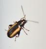 Phyllotreta vittula